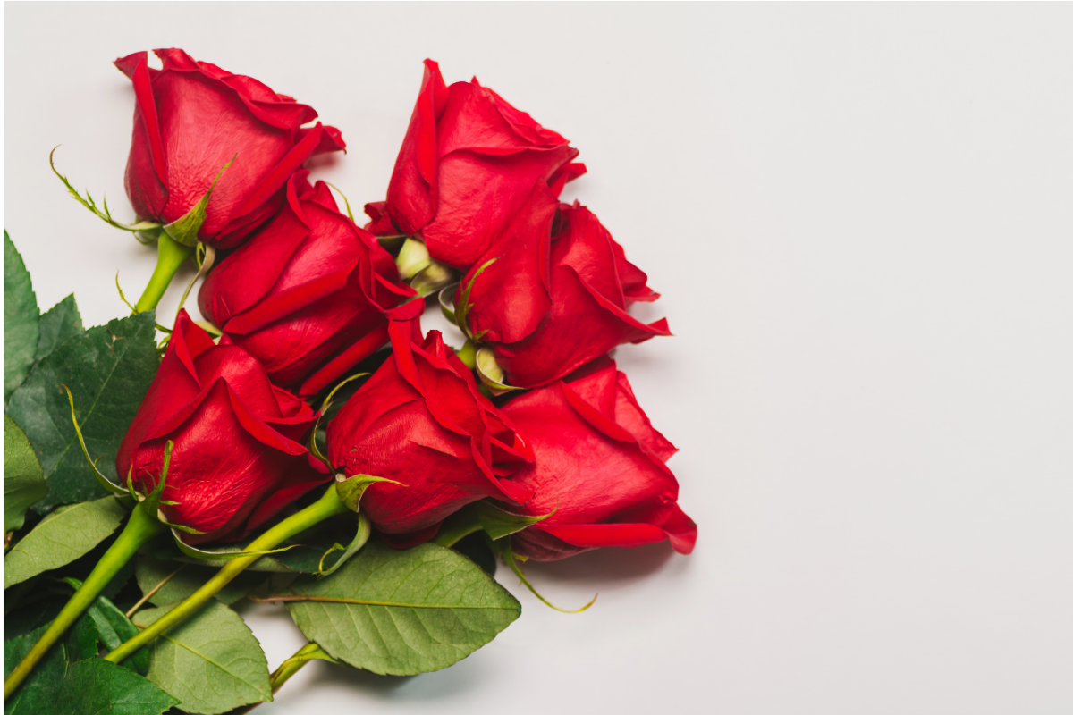 Bouquet of roses. Photo from Canva.com.