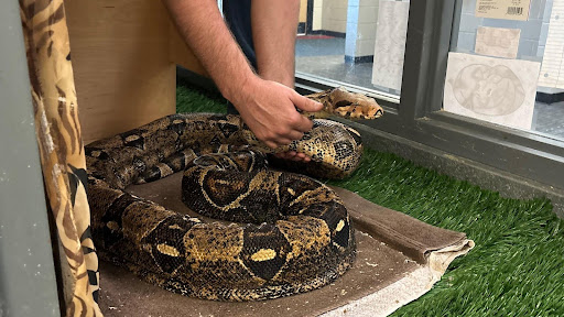 Harriet the snake with caretaker Joshua Deichmiller. Photo by Jay Marino.