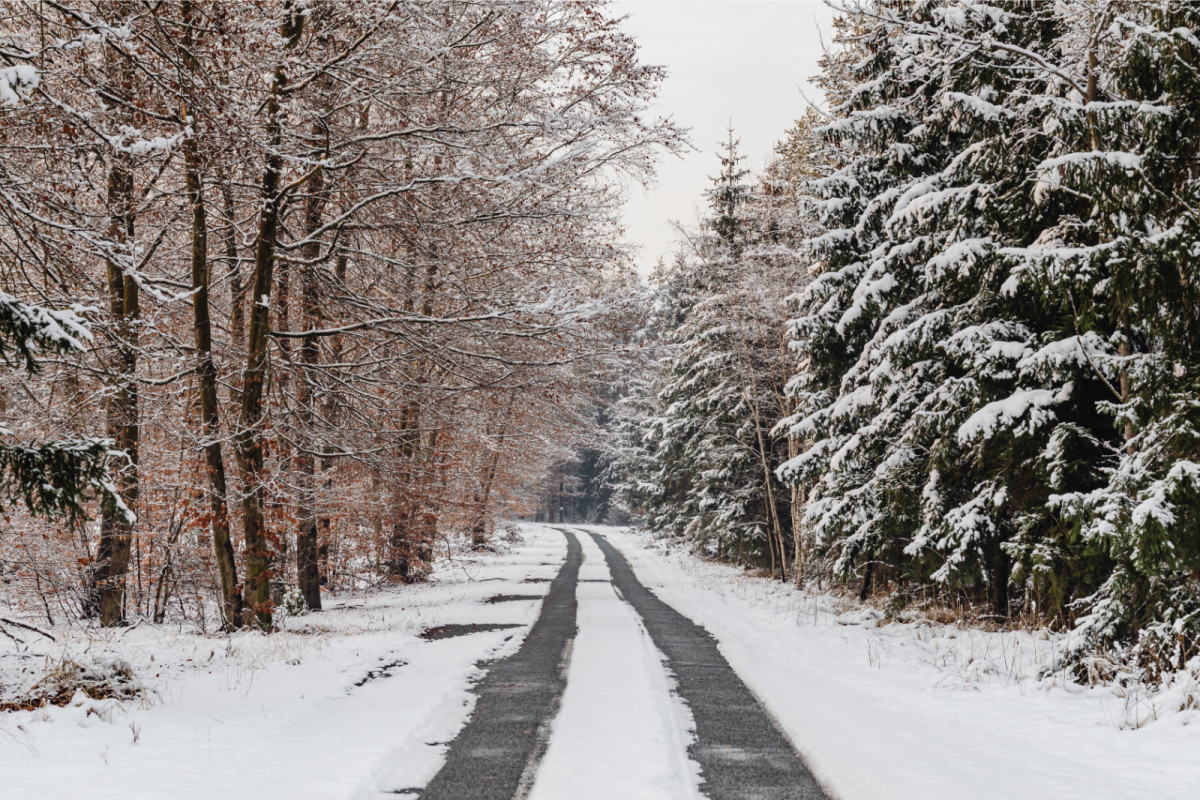 Picture of a snowy road surrounded by snow filled trees. Photo courtesy of Canva.com.