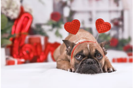 A photo of a dog on Valentine's Day with heart decorations. Photo from Canva.com.